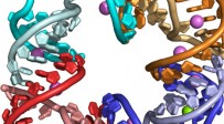 Químicos de la Universidad de California en San Diego obtienen la primera imagen en alta resolución de un cuadrado nanométrico de ARN